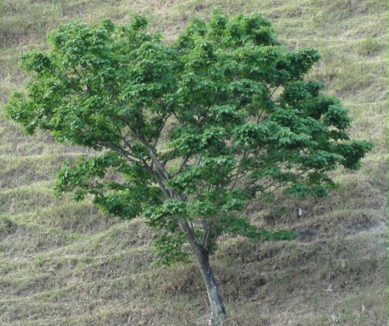 Pau Pereira (Platycyamus regnellii) 