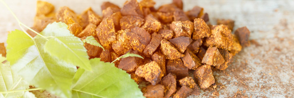 Čaga sibírska, chaga sibirska