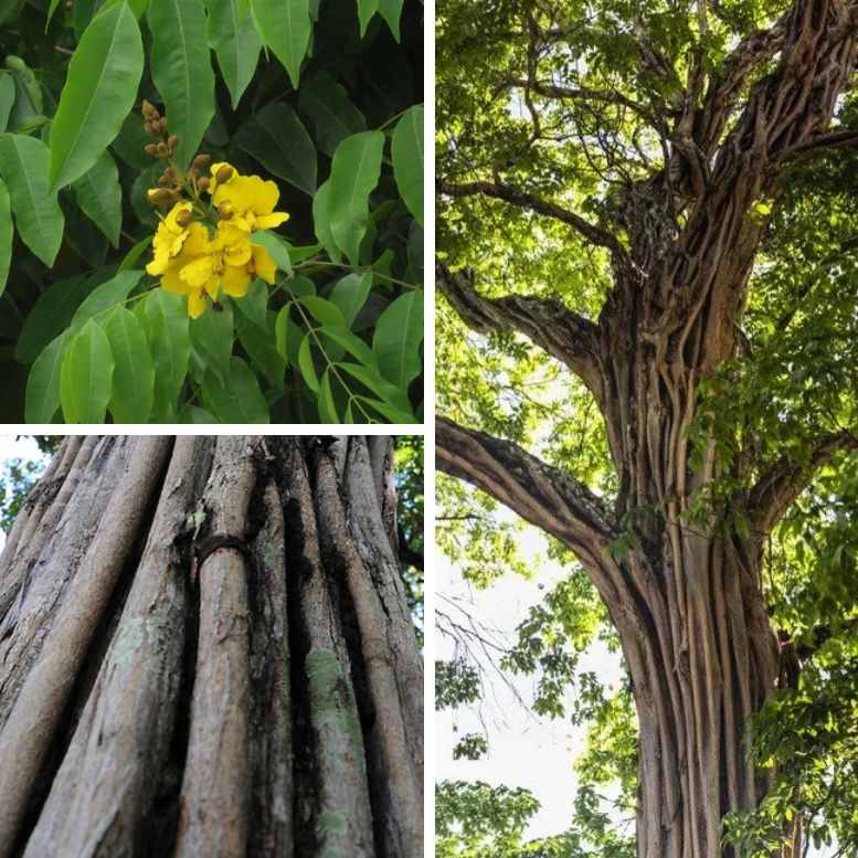 Caneleiro tree