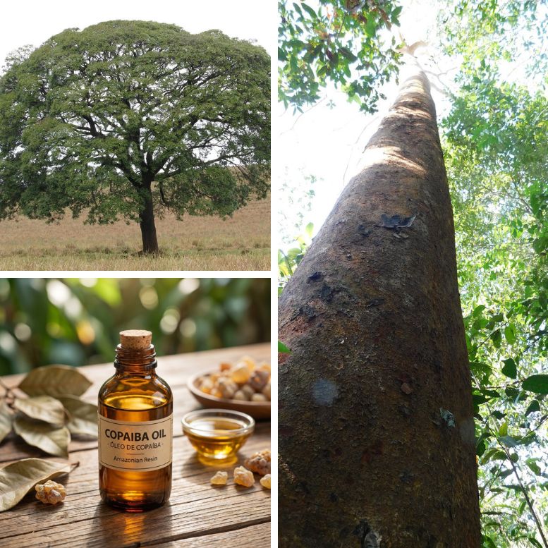Copaiba strom