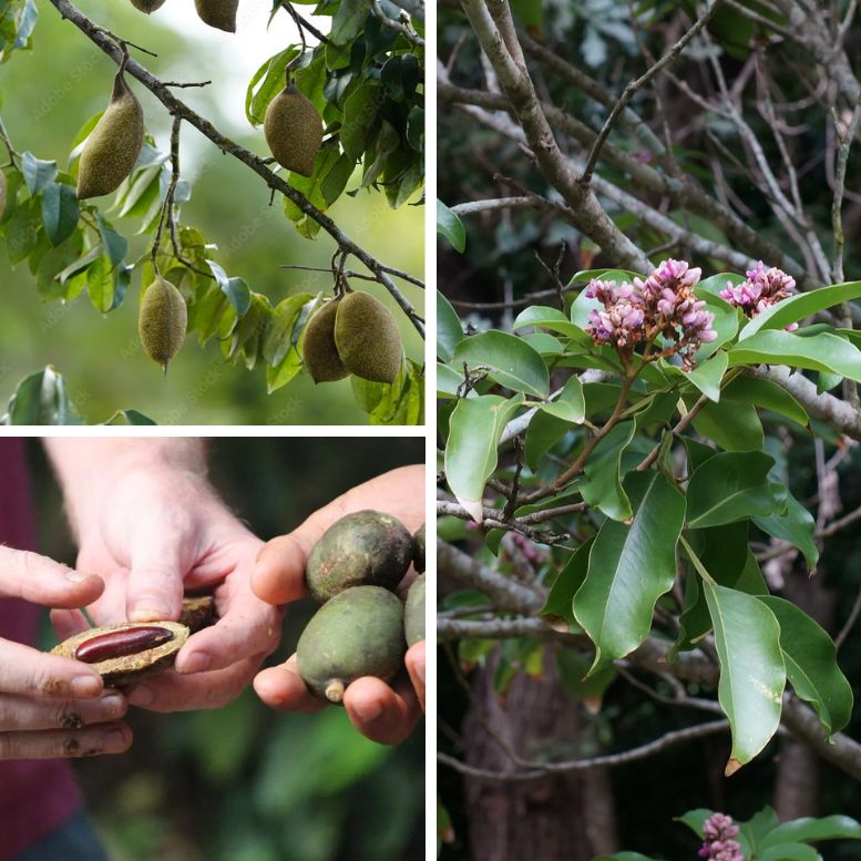 Cumaru seeds tonka