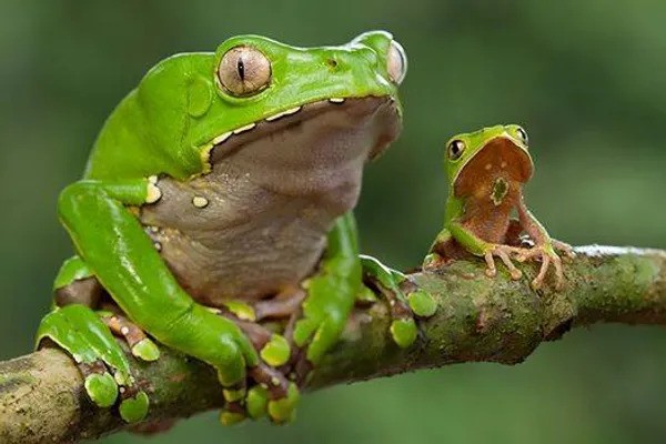 Kambo frog