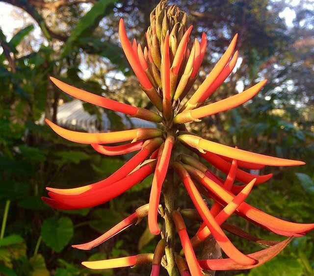 Erythrina Mulungu