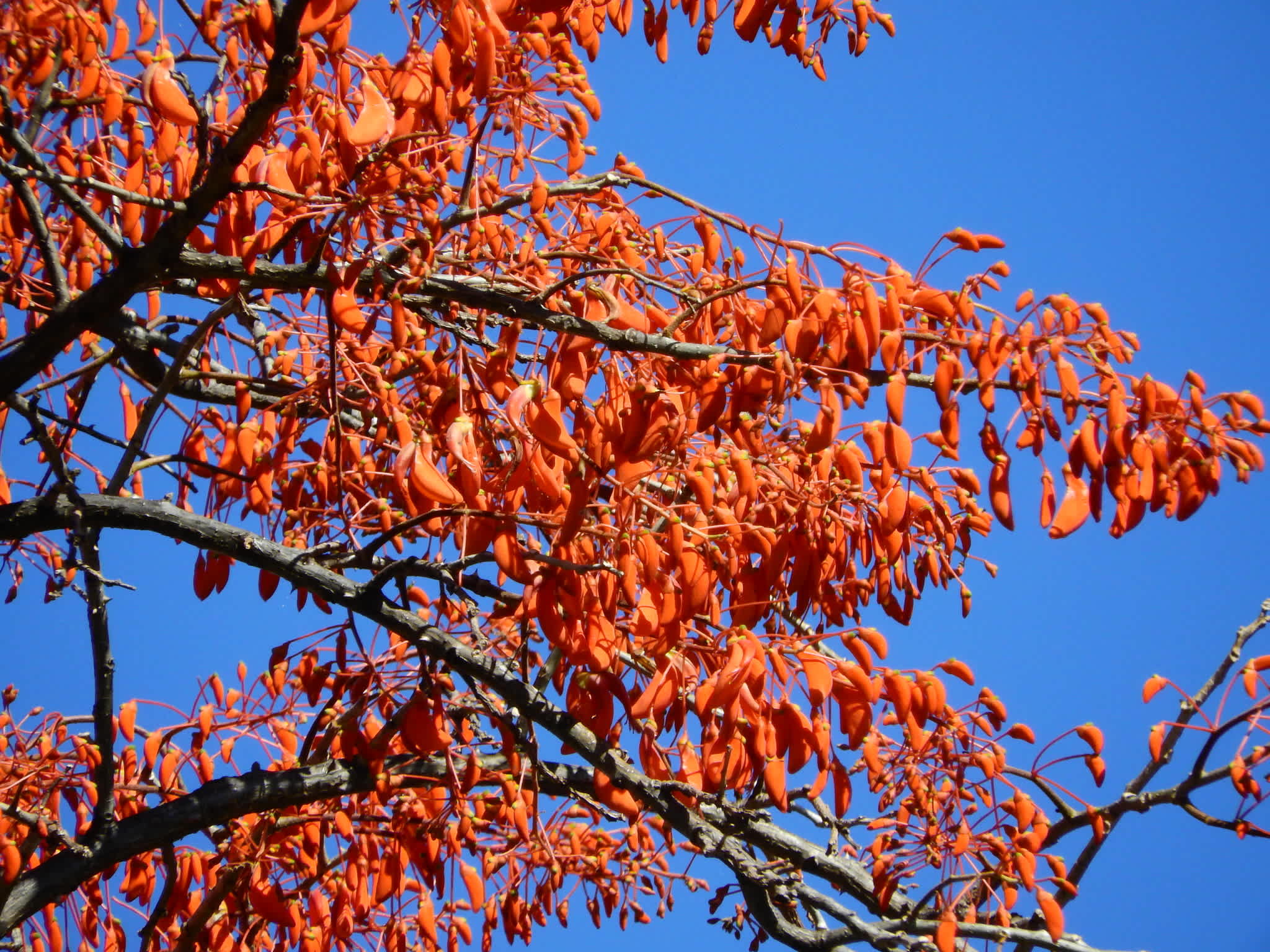 Erythrina Mulungu