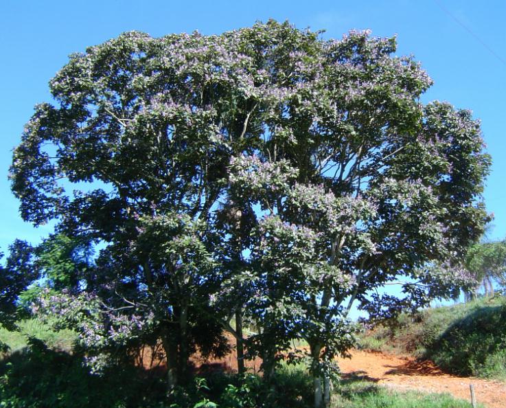 Pau Pereira strom