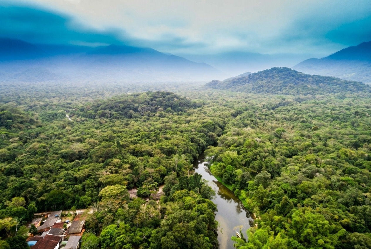 Amazon forest les prales
