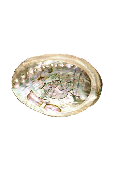 Vydymovacia mušľa Abalone medium Obrázok pre Vydymovacia mušľa Abalone medium