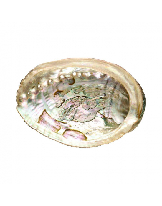 Obrázok pre Vydymovacia mušľa Abalone medium