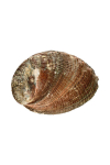 Obrázok pre Vydymovacia mušľa Abalone medium